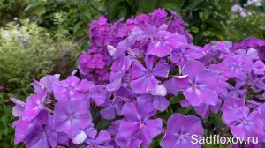 Крупноцветковый ранний флокс Камчатка, моей селекции