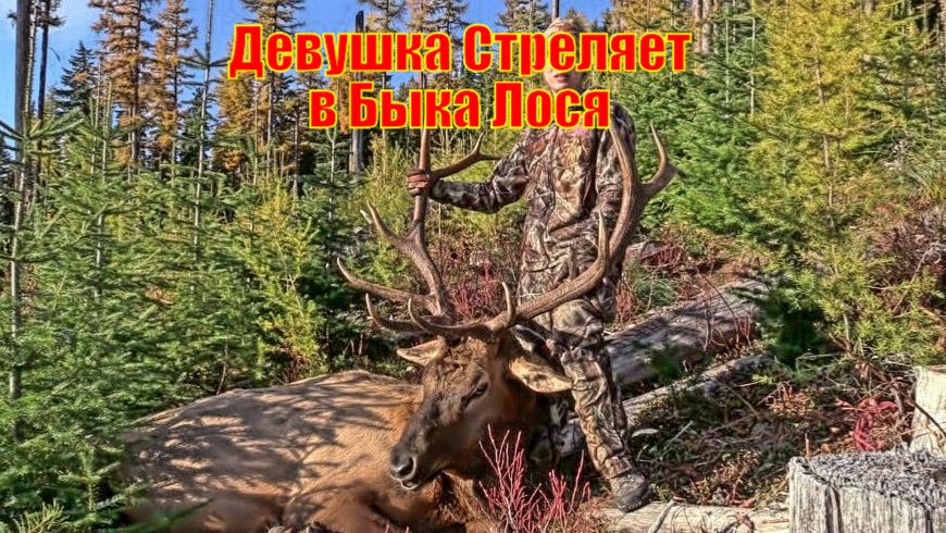 Девушка Стреляет в Быка Лося