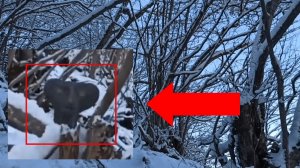 Страшные видео! Лесные гуманоидные существа сняты в лесу