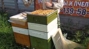 7 часть. Отбор мёда у золотой пчелы Бакфаст