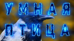 Ворона - умная птица.
