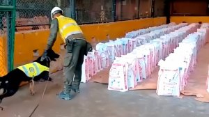 14 тонн кокаина изъяли колумбийские полицейские в порту Буэнавентура