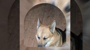 1000040847.mp4 (Собака смотрит на монтаж э/проводки (вариант монтажной коробки) в доме А-фрейм)