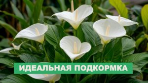 Цветоводы скрывают этот способ! Спатифиллум цветёт круглый год