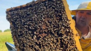 2 часть. Островной облёт маток Бакфаст на озере Чаны, остров Зеленчак