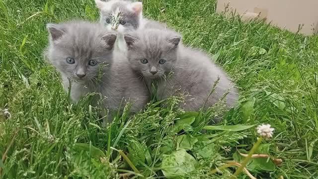 Позитив на выходные! Котята впервые гуляют на  зеленой траве