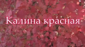 Калина красная..ст.Ирины  Белорусовой