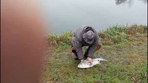 Трофейный ТОЛСТОЛОБИК 22.11.2025г.