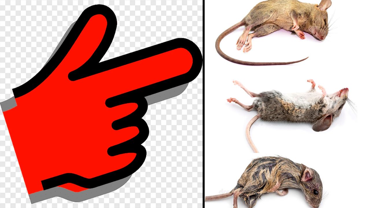 Как быстро избавиться от всех мышей За 3 Секунды!