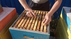 Бакфаст осенью Новосибирск