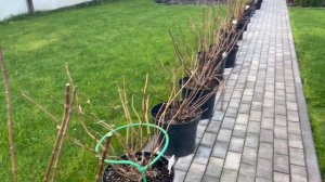 Как будут зимовать гортензии в горшках