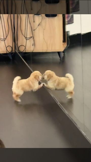 Нашел себе друга