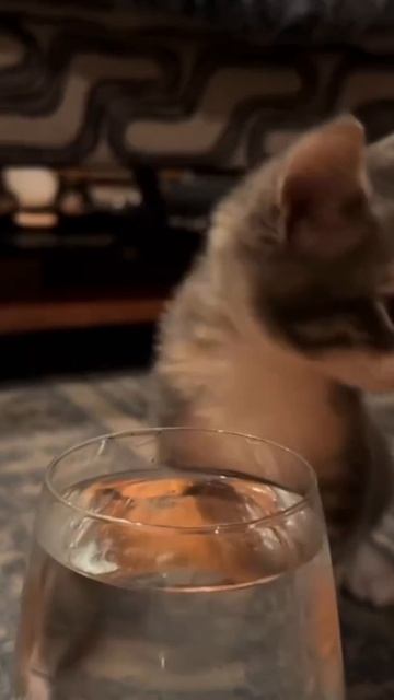 Пью  за яростных, за непокорных, за презревших грошевой уют...