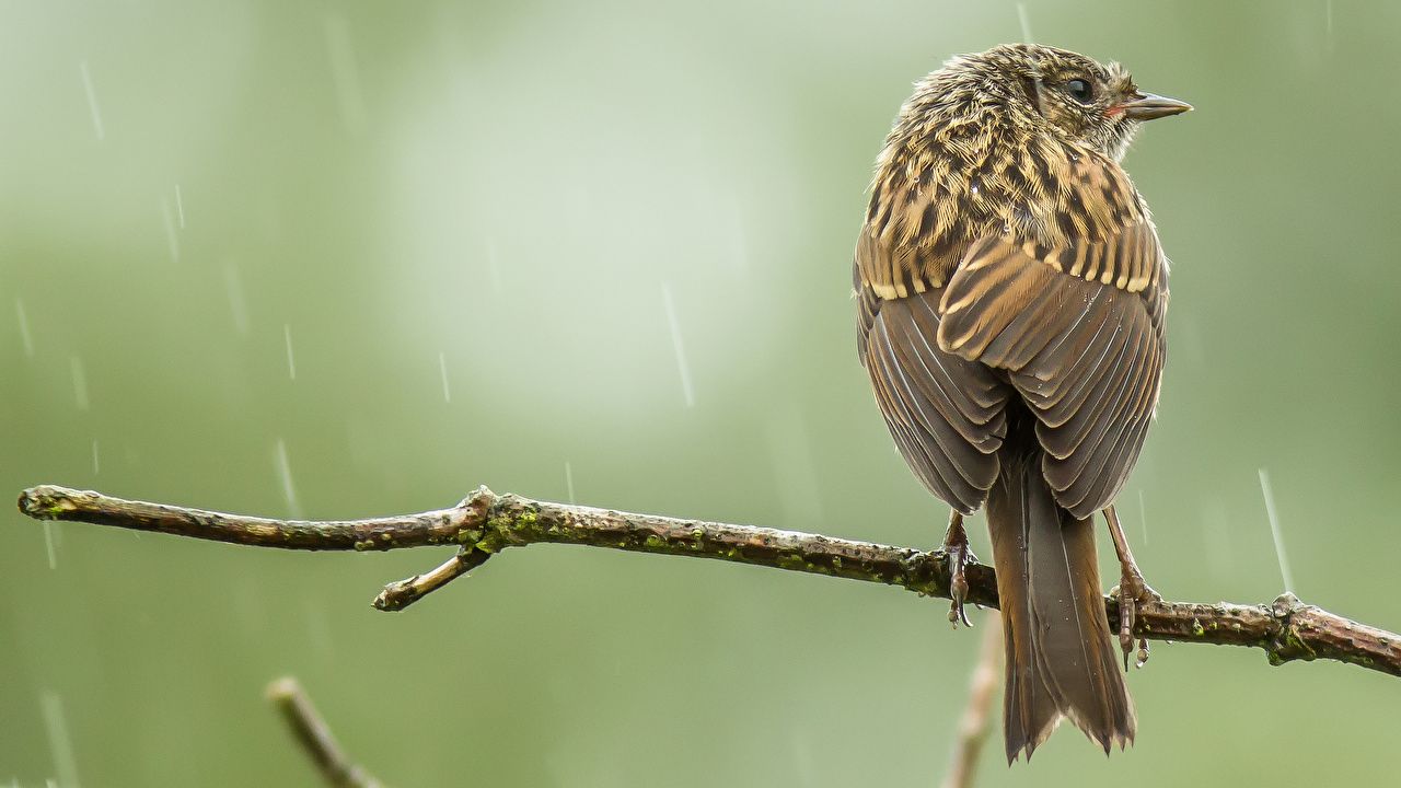 Дождь и птицы