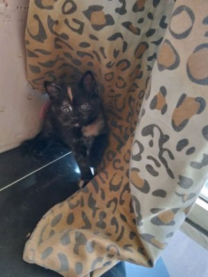 Гарри топор