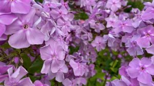 Дымчатый флокс Серебряный Бор, моей селекции