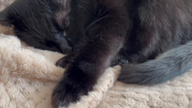 Кошачий ужас. смотреть онлайн