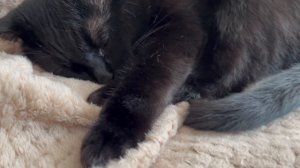 Кошачий ужас.