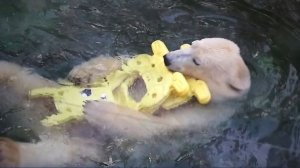 Медвежата Белка и Стрелка. Пока одна сестренка отдыхает, вторая пытается прихватить все игрушки.