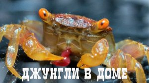 Джунгли в доме