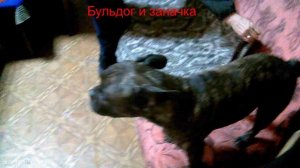 31.10.10.26.Бульдог и заначка.