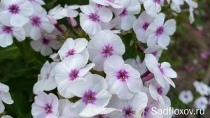 Флокс Майкс Фаворит селекции Яна Вершхора