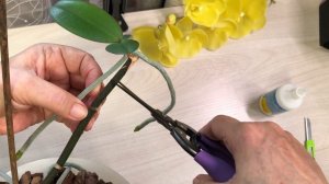 Орхидеи Как отделить детку от цветоноса