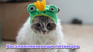 Организация хранения вещей | Разбор вещей животных