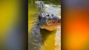 Эти Случаи с Животными Вы Запомните на Всю Жизнь! Топ 10