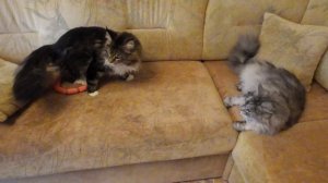 Тестирование "наркотических" сосисок