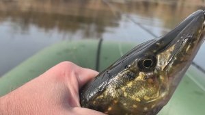 ЩУКА ТАЩИТ МЕНЯ ВМЕСТЕ С ЛОДКОЙ. ПОКЛЁВКИ НА КАЖДОМ ЗАБРОСЕ
