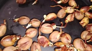 Семена фисташки Акбари уже готовы к высадке в грунт 22.11.2025г. от Small Garden's