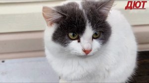 Гости на даче. Местные бандиты😺😺😺