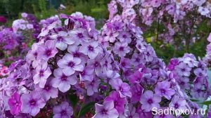 Атласный флокс Алхимик, моей селекции