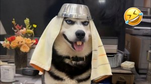 #смешныевидео -262