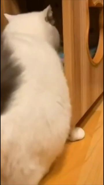 Смешные коты #93-2