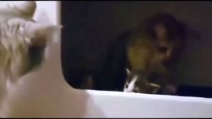 #смешныевидео -264