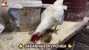 Забавные курочки несушки на сельском подворье 🤗😂😜 (28)