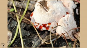 Странное существо. Думаю, всё-таки не гриб, а один из миксомицетов