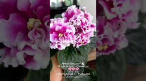 Наши воспитанницы на разных стадиях цветения