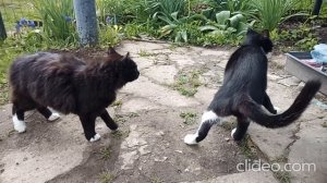 Песня "Забей"