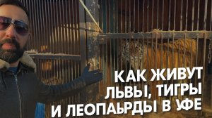 Что произошло с зоолунопарком в Уфе и как живут львы и тигры