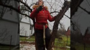 Обрезка плодового сада