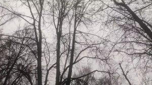 сегодня 22 ноября пасмурно без осадков до вечера как стемнеет ночью снег  ❄️ до утра...