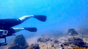 Дайвинг на лонгтейлах в Ао Нанге Тайланд . Октябрь 2025