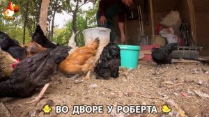 Содержание кур в домашних условиях и других птиц во дворе у Роберта 🐣🐤🦆🐔🪿🦃 (341)