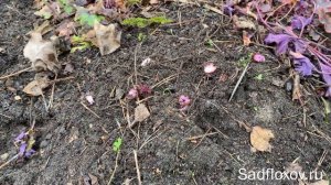 Весенний уход за гейхерами