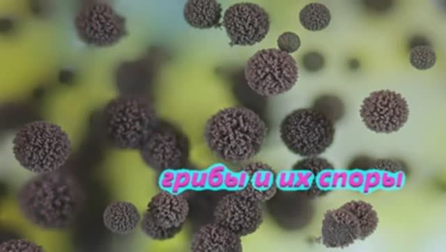 Тропики Грибы и их Споры
