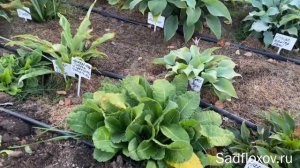 Расширяем цветник. Сажаем примулы