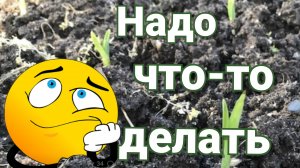 Тёплый ноябрь. Что будет с чесноком и луком